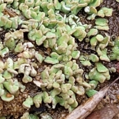 Cladonia sp. (genus) at Aranda, ACT - 12 Aug 2022
