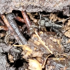 Rhytidoponera sp. (genus) (Rhytidoponera ant) at Aranda, ACT - 12 Aug 2022 by trevorpreston