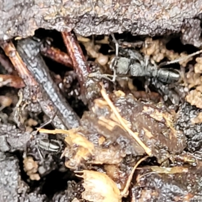 Rhytidoponera sp. (genus) (Rhytidoponera ant) at Aranda, ACT - 12 Aug 2022 by trevorpreston