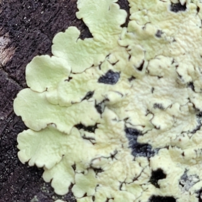 Parmeliaceae (family) (A lichen family) at Bruce Ridge to Gossan Hill - 12 Aug 2022 by trevorpreston