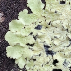Parmeliaceae sp. (family) (A lichen family) at Aranda, ACT - 12 Aug 2022 by trevorpreston