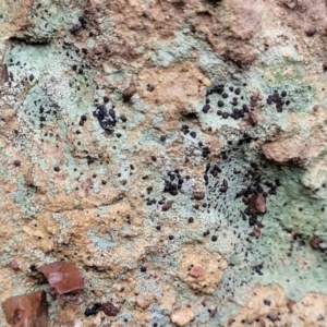 Lichen - crustose at Aranda, ACT - 12 Aug 2022