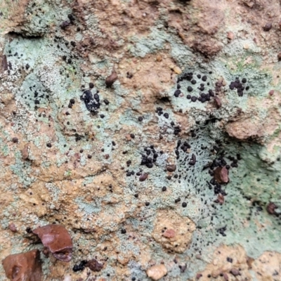 Lichen - crustose at Aranda, ACT - 12 Aug 2022 by trevorpreston