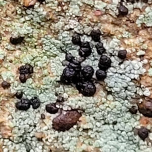 Lichen - crustose at Aranda, ACT - 12 Aug 2022