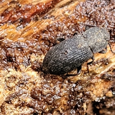 Isopteron sp. (genus) (A darkling beetle) at Aranda, ACT - 12 Aug 2022 by trevorpreston