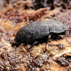 Isopteron sp. (genus) at Aranda, ACT - 12 Aug 2022 02:40 PM