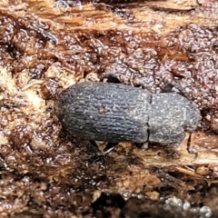 Isopteron sp. (genus) at Aranda, ACT - 12 Aug 2022 02:40 PM