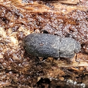 Isopteron sp. (genus) at Aranda, ACT - 12 Aug 2022