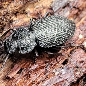 Adelium porcatum at Aranda, ACT - 12 Aug 2022