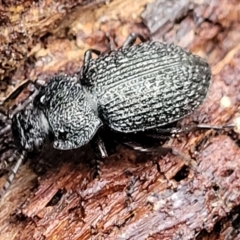 Adelium porcatum (Darkling Beetle) at Aranda, ACT - 12 Aug 2022 by trevorpreston