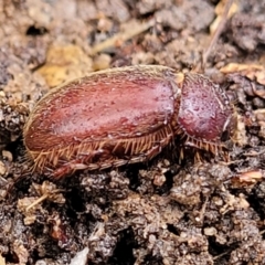 Unidentified Scarab beetle (Scarabaeidae) (TBC) at Aranda, ACT - 12 Aug 2022 by trevorpreston