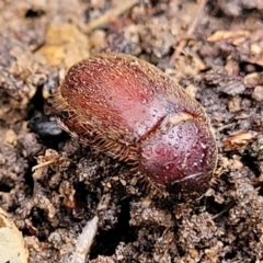 Melolonthinae (subfamily) at Aranda, ACT - 12 Aug 2022