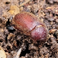 Melolonthinae sp. (subfamily) at Aranda, ACT - 12 Aug 2022