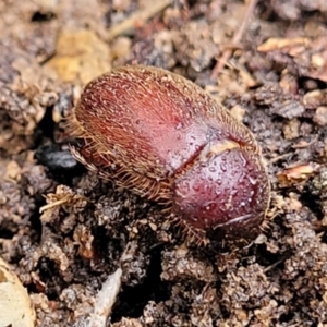 Melolonthinae (subfamily) at Aranda, ACT - 12 Aug 2022