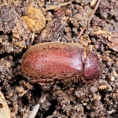 Melolonthinae sp. (subfamily) at Aranda, ACT - 12 Aug 2022