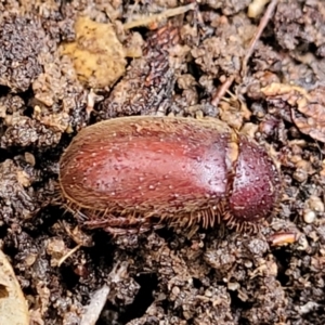 Melolonthinae sp. (subfamily) at Aranda, ACT - 12 Aug 2022