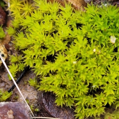 Unidentified Moss, Liverwort or Hornwort at Bruce Ridge to Gossan Hill - 12 Aug 2022 by trevorpreston