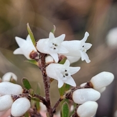 Cryptandra amara (Bitter Cryptandra) at Bruce Ridge to Gossan Hill - 12 Aug 2022 by trevorpreston