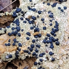 Lichen - crustose at Flea Bog Flat, Bruce - 12 Aug 2022 by trevorpreston