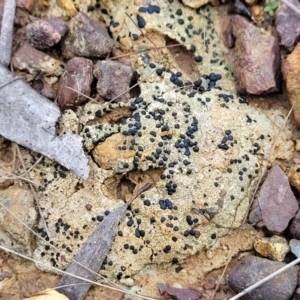 Lichen - crustose at Bruce, ACT - 12 Aug 2022