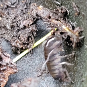 Amphipod (order Amphipoda, family Talitridae) at Bruce, ACT - 12 Aug 2022 02:29 PM