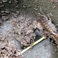 Amphipod (order Amphipoda, family Talitridae) at Bruce, ACT - 12 Aug 2022 02:29 PM