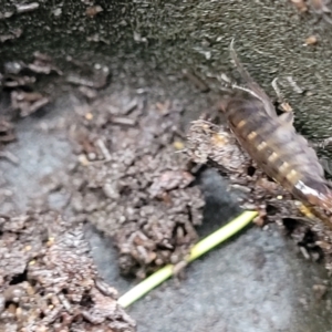 Amphipod (order Amphipoda, family Talitridae) at Bruce, ACT - 12 Aug 2022 02:29 PM