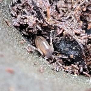 Amphipod (order Amphipoda, family Talitridae) at Bruce, ACT - 12 Aug 2022