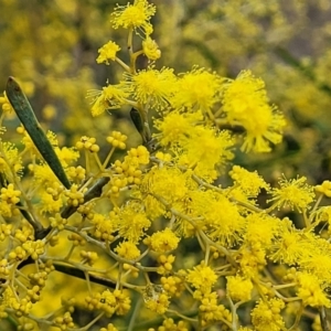 Acacia boormanii at Bruce, ACT - 12 Aug 2022 02:29 PM