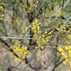 Acacia boormanii at Bruce, ACT - 12 Aug 2022