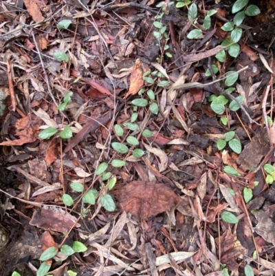 Lonicera japonica (Japanese Honeysuckle) at GG265 - 12 Aug 2022 by Steve_Bok