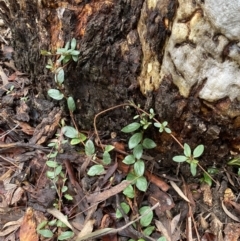 Lonicera japonica at Bruce, ACT - 12 Aug 2022 12:21 PM