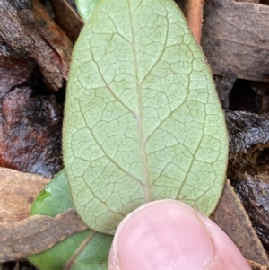 Lonicera japonica at Bruce, ACT - 12 Aug 2022 12:21 PM