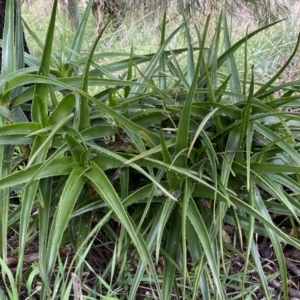 Aloe sp. at Bruce, ACT - 12 Aug 2022 12:37 PM