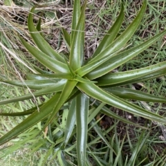 Aloe sp. at Bruce, ACT - 12 Aug 2022