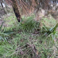 Aloe sp. at Bruce, ACT - 12 Aug 2022 12:37 PM