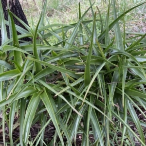 Aloe sp. at Bruce, ACT - 12 Aug 2022 12:37 PM