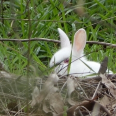 Oryctolagus cuniculus (European Rabbit) at Bruce, ACT - 12 Aug 2022 by SteveBorkowskis