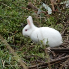 Oryctolagus cuniculus at Bruce, ACT - 12 Aug 2022 01:32 PM