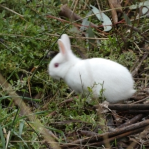 Oryctolagus cuniculus at Bruce, ACT - 12 Aug 2022 01:32 PM