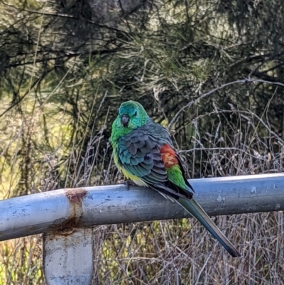 Psephotus haematonotus (Red-rumped Parrot) at Yerrabi Pond - 15 Jul 2022 by emilyallen