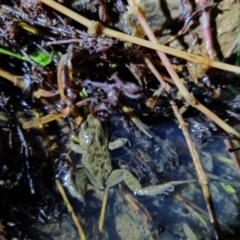 Crinia sp. (genus) (A froglet) at QPRC LGA - 12 Aug 2022 by clarehoneydove