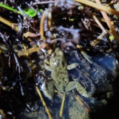 Crinia sp. (genus) at Bungendore, NSW - suppressed