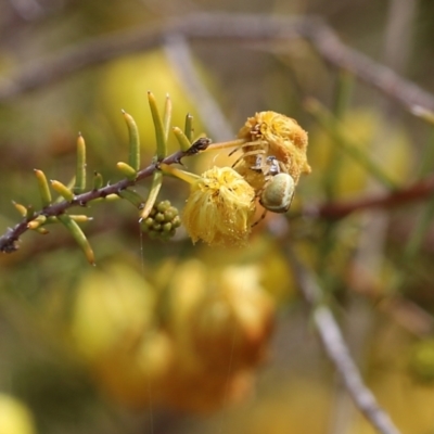 Unidentified Spider (Araneae) at WREN Reserves - 12 Aug 2022 by KylieWaldon