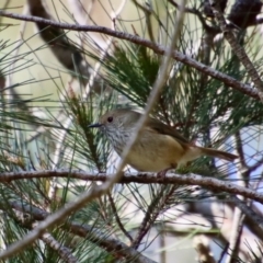 Acanthiza pusilla (Brown Thornbill) at Broulee Moruya Nature Observation Area - 12 Aug 2022 by LisaH