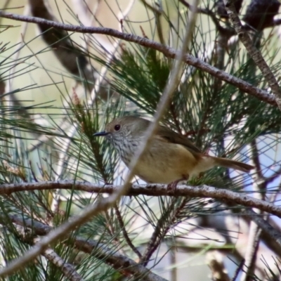 Acanthiza pusilla (Brown Thornbill) at Broulee Moruya Nature Observation Area - 12 Aug 2022 by LisaH