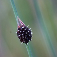 Chorizandra sphaerocephala (Roundhead Bristle-sedge) at Moruya, NSW - 12 Aug 2022 by LisaH