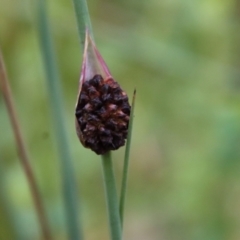 Chorizandra sphaerocephala at suppressed - suppressed