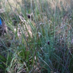 Chorizandra sphaerocephala at suppressed - suppressed