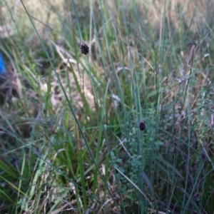 Chorizandra sphaerocephala at suppressed - suppressed